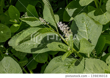 Large green leaves of American pokeweed (Phytolacca americana) with flowering stem growing outdoors in bright natural summer light. Large green leaves of American pokeweed (Phytolacca americana) with flowering stem growing outdoors in bright natural summer light. 139836018
