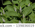 Phytolacca americana plant with white flower spikes and green leaves 139836019