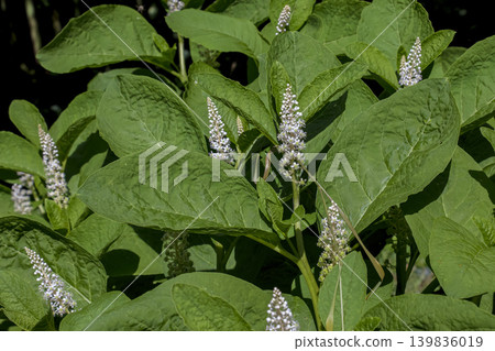 Phytolacca americana plant with white flower spikes and green leaves Phytolacca americana plant with white flower spikes and green leaves 139836019