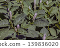 Dense Phytolacca americana foliage with pink flower clusters 139836020