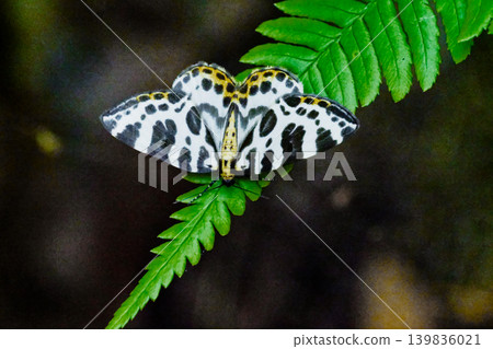 A geometrid moth, *Ectropis obliqua*, perched on a fern leaf. A geometrid moth, *Ectropis obliqua*, perched on a fern leaf. 139836021