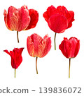 Fringed red tulip flowers set with needle-like edges on petals, detailed texture of fresh bright spring blossom, perfect for botanical designs, floral element of design, decor, soft selective focus 139836072