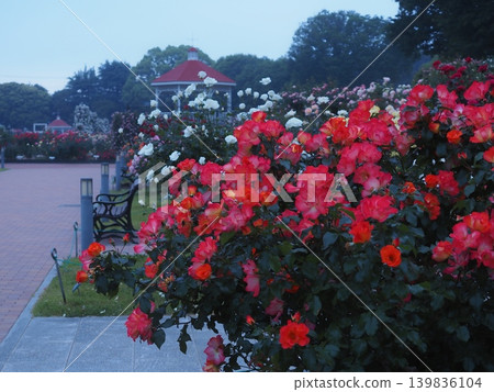 A park with roses in bloom in the early morning (20260515043255) A park with roses in bloom in the early morning (20260515043255) 139836104