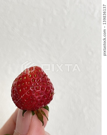 收穫的草莓 收穫的草莓 139836137