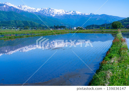 [Early Summer Scenery] A scene of Hakuba Village in early summer with rice paddies filled with water [Nagano Prefecture] 139836147