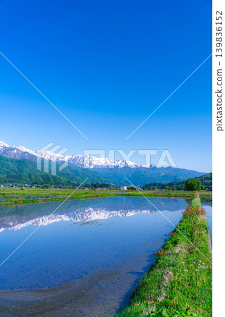 【初夏景色】初夏時節,白馬村稻田裡注滿水的景象【長野縣】 【初夏景色】初夏時節,白馬村稻田裡注滿水的景象【長野縣】 139836152