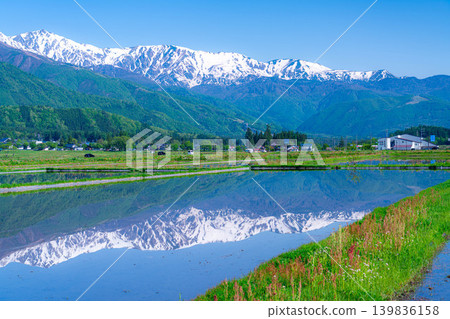 [Early Summer Scenery] A scene of Hakuba Village in early summer with rice paddies filled with water [Nagano Prefecture] 139836158