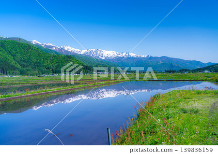 [Early Summer Scenery] A scene of Hakuba Village in early summer with rice paddies filled with water [Nagano Prefecture] 139836159