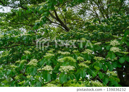 Dogwood petals Dogwood petals 139836232