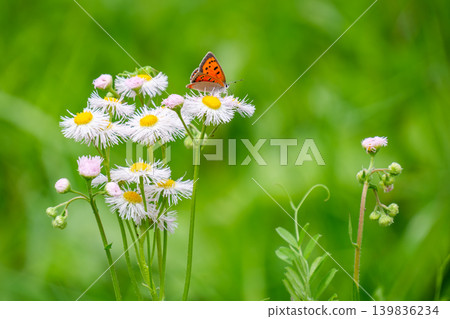 Small copper butterfly and flower petals Small copper butterfly and flower petals 139836234