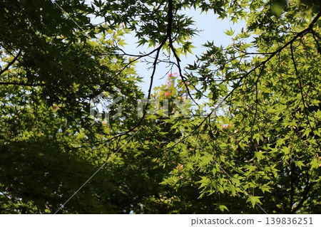 The dappled sunlight and shadows create a beautiful contrast between the fresh green maple leaves and the early summer sky. The dappled sunlight and shadows create a beautiful contrast between the fresh green maple leaves and the early summer sky. 139836251