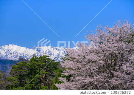 Cherry blossoms and the Northern Alps [Photographed from a certain location in Nagano City] 139836252