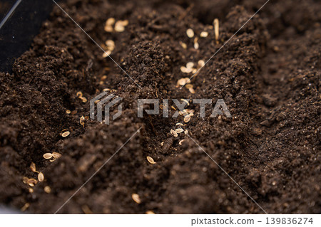 Small seeds are scattered across dark potting soil in a black planter 139836274
