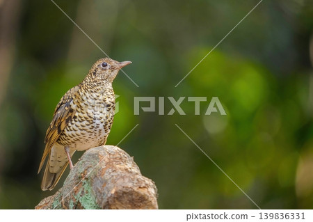 A beautiful thrush perched on a tree stump in the forest. A beautiful thrush perched on a tree stump in the forest. 139836331
