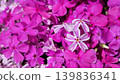 Bicolor Shizakura 139836341