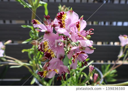 Flowers of wild alstroemeria Flowers of wild alstroemeria 139836380