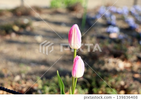 冬季盛開的鬱金香花 冬季盛開的鬱金香花 139836408