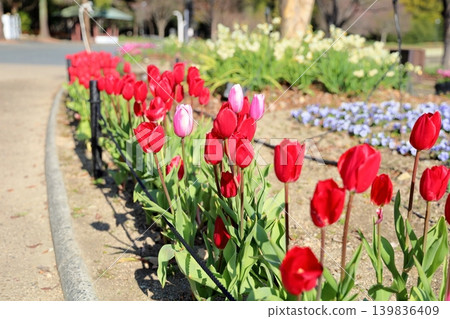Winter-blooming, fully bloomed tulip flowers Winter-blooming, fully bloomed tulip flowers 139836409