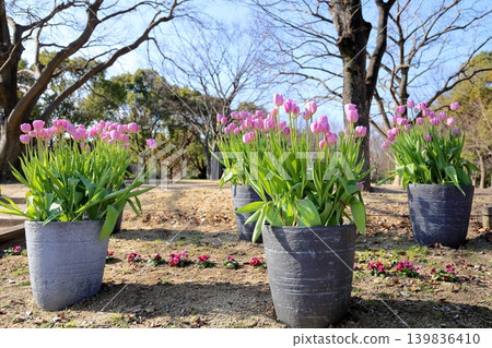 冬季盛開的鬱金香花 139836410