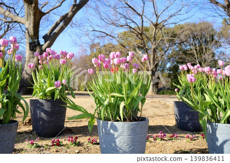 冬季盛開的鬱金香花 冬季盛開的鬱金香花 139836411