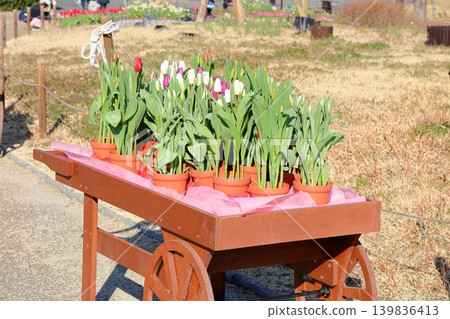 Winter-blooming, fully bloomed tulip flowers 139836413