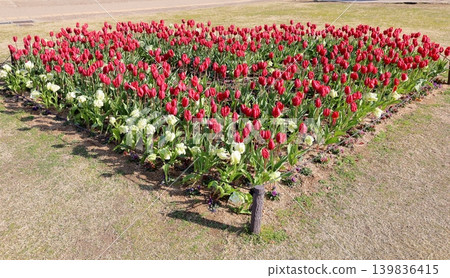 Winter-blooming, in full bloom, vibrant tulip flowers Winter-blooming, in full bloom, vibrant tulip flowers 139836415