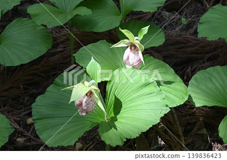 I saw beautiful Cypripedium macranthos flowers blooming in a row on the forest floor in the mountains of northern Osaka. They are characterized by their sac-like labellum that extends from the flower stalks. I saw beautiful Cypripedium macranthos flowers blooming in a row on the forest floor in the mountains of northern Osaka. They are characterized by their sac-like labellum that extends from the flower stalks. 139836423