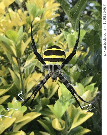 A golden orb-weaver spider perched on its web A golden orb-weaver spider perched on its web 139836467