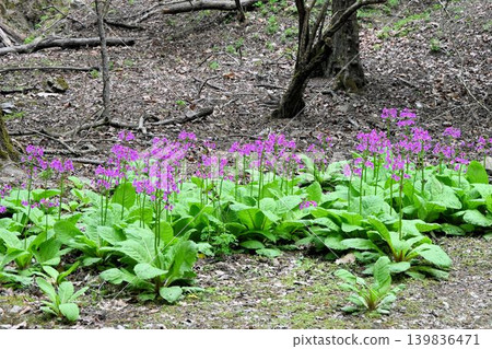A beautiful cluster of Primula japonica flowers, with their reddish-purple blossoms arranged in whorls and tiers, was seen on the forest floor in the mountains of northern Osaka. A beautiful cluster of Primula japonica flowers, with their reddish-purple blossoms arranged in whorls and tiers, was seen on the forest floor in the mountains of northern Osaka. 139836471