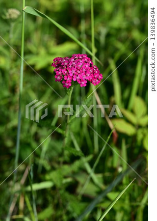 Yarrow flower (Achillea) Yarrow flower (Achillea) 139836494