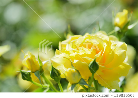 Yellow roses I saw in my neighborhood Yellow roses I saw in my neighborhood 139836505