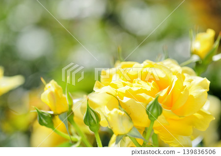 Yellow roses I saw in my neighborhood Yellow roses I saw in my neighborhood 139836506