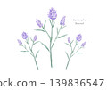Lavender color illustration 139836547