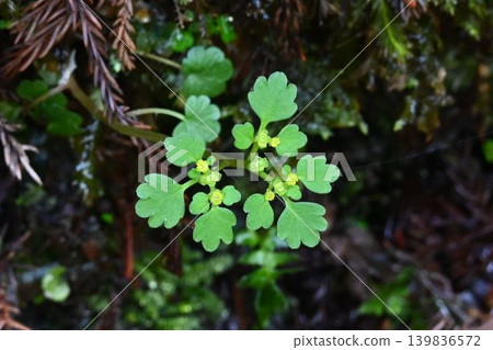 I saw this beautiful yellow flower, Chrysosplenium macrophyllum, with its small, pretty leaves, along the stream in Akame Valley. I saw this beautiful yellow flower, Chrysosplenium macrophyllum, with its small, pretty leaves, along the stream in Akame Valley. 139836572