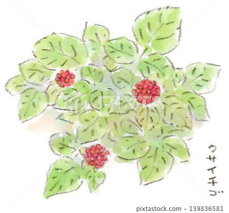A watercolor illustration of the beautiful red wild strawberry (Rubus parvifolius), a plant of early summer. A watercolor illustration of the beautiful red wild strawberry (Rubus parvifolius), a plant of early summer. 139836581