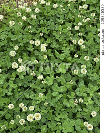 White clover and green leaves background material for the season of fresh greenery. White clover and green leaves background material for the season of fresh greenery. 139836589
