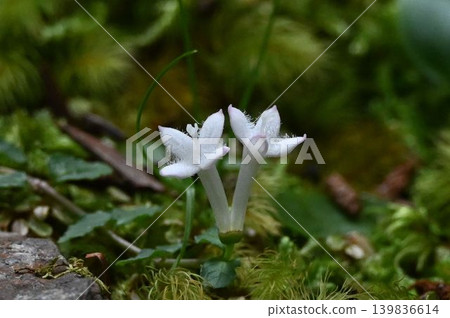 I saw two beautiful white flowers of the Mitchella undulata blooming side by side on the moss-covered ground at Mount Koya. I saw two beautiful white flowers of the Mitchella undulata blooming side by side on the moss-covered ground at Mount Koya. 139836614