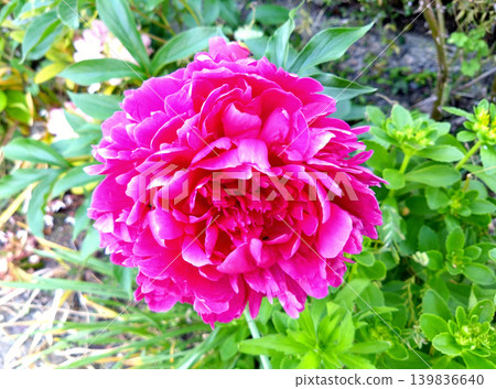 The peony flower, with its vibrant, deep pink color, is beautiful. The peony flower, with its vibrant, deep pink color, is beautiful. 139836640