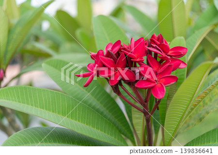 Red frangipani flowers blooming green leaves in tropical garden showing vibrant natural beauty ornamental plant growth Red frangipani flowers blooming green leaves in tropical garden showing vibrant natural beauty ornamental plant growth 139836641