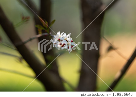 Delicate white wildflower blooming on branch soft bokeh background in natural garden environment showing beauty tranquility Delicate white wildflower blooming on branch soft bokeh background in natural garden environment showing beauty tranquility 139836643