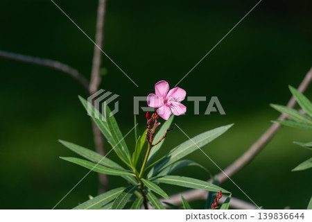 Pink oleander flower blooming green leaves soft dark background showing tropical beauty natural freshness Pink oleander flower blooming green leaves soft dark background showing tropical beauty natural freshness 139836644