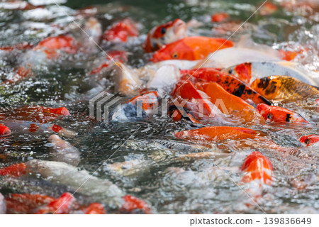 Colorful koi fish swimming densely in pond water creating vibrant movement ornamental aquatic beauty 139836649
