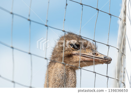 Closeup of ostrich head behind wire fence showing captive wildlife curious expression animal farm environment Closeup of ostrich head behind wire fence showing captive wildlife curious expression animal farm environment 139836650