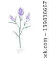Lavender color illustration 139836667