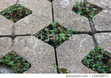 Close up photo of small green weeds and grass growing between interlocking concrete paving blocks Close up photo of small green weeds and grass growing between interlocking concrete paving blocks 139836671