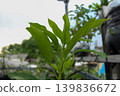 fresh leaves, foliage, botanical 139836672