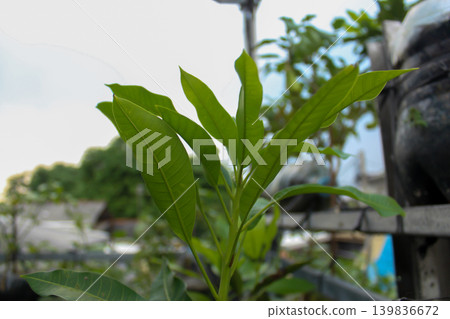 Young Mango Leaves Growing in Home Garden Close-Up	 139836672