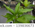fresh leaves, botanical, foliage 139836673