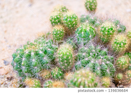 Closeup of small green cactus cluster sharp spines growing in sandy soil showing resilient desert plant texture Closeup of small green cactus cluster sharp spines growing in sandy soil showing resilient desert plant texture 139836684
