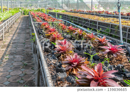 Rows of tropical ornamental plants growing in greenhouse nursery organized cultivation sustainable gardening environment Rows of tropical ornamental plants growing in greenhouse nursery organized cultivation sustainable gardening environment 139836685
